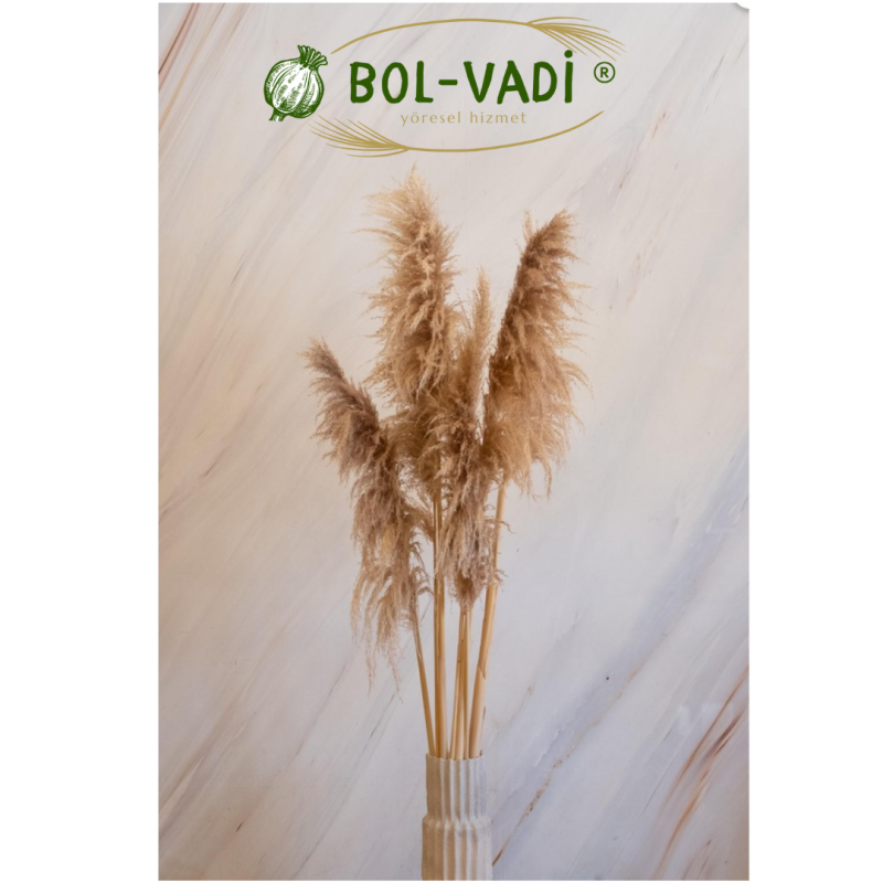 90 Cm. Yükeklik Natural Pampas Çiçeği | Kuru Çiçek