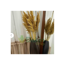110 Cm. Yükeklik Natural Pampas Çiçeği | Kuru Çiçek